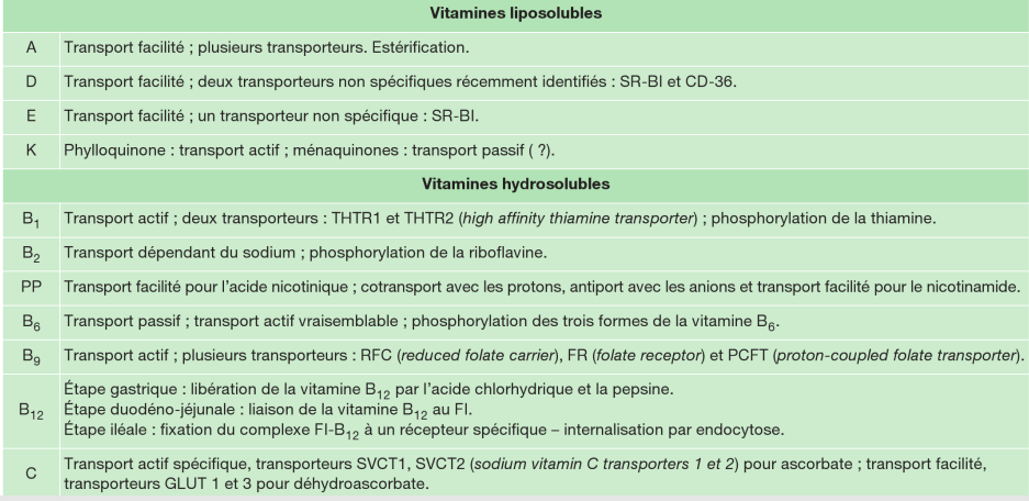 Vitamines -transport.png
