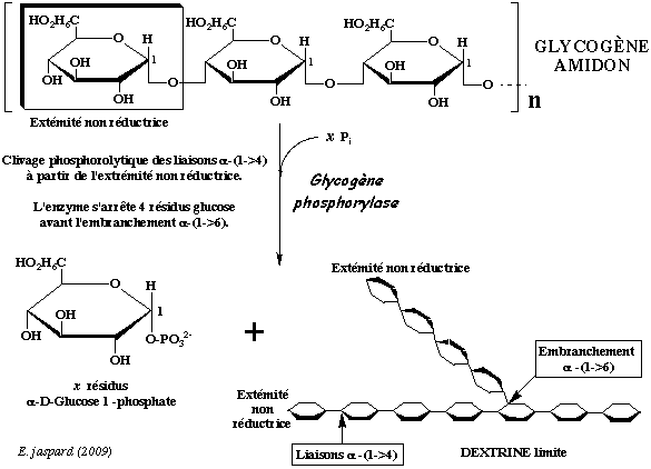 Polysaccharide: substrat de la glycolyse