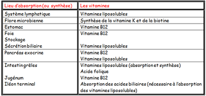 Absorption digestive vitamines.png