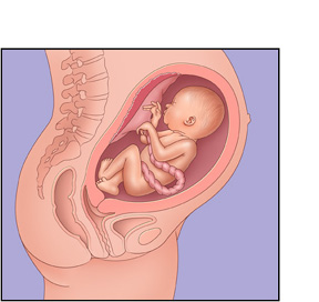 Placenta-cordon-ombilical-ombilic.jpg