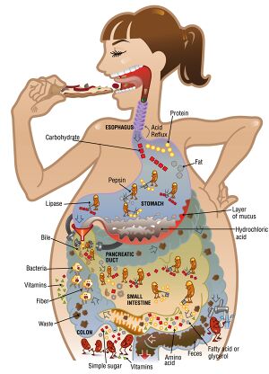 Tube digestif-chahd B.jpg
