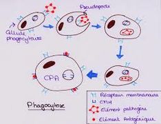 Etapes de la phagocytose.jpg