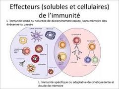 Immunité1.jpg