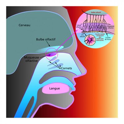 Figure 1. Organes de l’olfaction (deux voies permettent aux molécules odorantes de stimuler la muqueuse olfactive : le voie directe et la voie rétro-nasale). [Source : Institut du Goût]