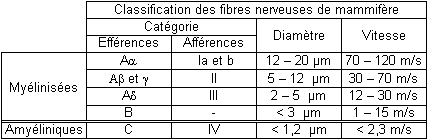 Classification-fibres-mammifere.png