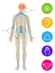 Le rôle principal des organes sensoriels dans le système nerveux.png