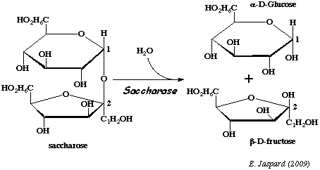 Saccharose: substrat de la glycolyse, hydrolyse via saccharase