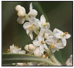 Fleurs d'oliver