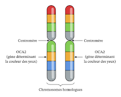 CHROMOSOME STRUCTURE NC21.png