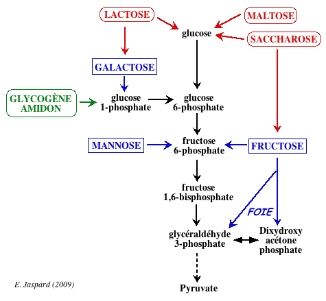 Quelques glucides: substrat de la glycolyse