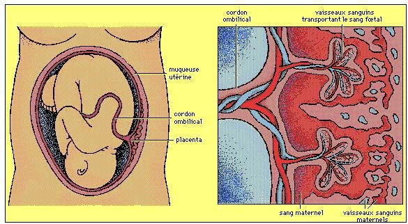 Placenta-cordon-ombilical-sang-maternel.jpg