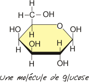 Glucose-soniaf.gif