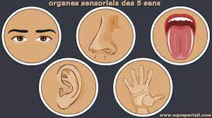 Organes sensoriels .gif.jpg