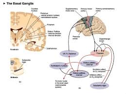 Neurophysiologie.jpg