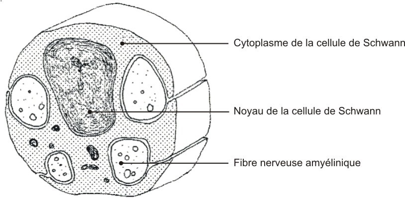 Fibre-amyeline-cellules-Schwan non myélinisantes.jpg