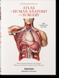 Anatomie.jpg