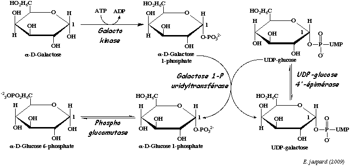 Galactose: substrat de la glycolyse, hydrolyse en glucose