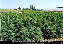 Cannabis field1 sm2.jpg