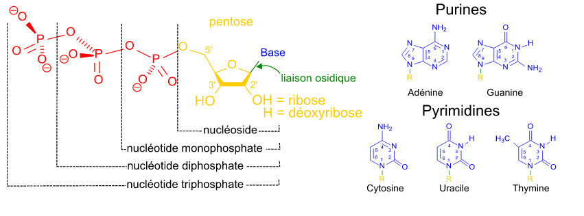 Nucleotide.PNG