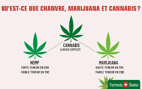 Cannabis1.jpg