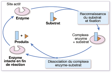 Catalyse enzymatique 1.png