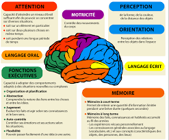 Le cerveau et son fonctionnement.png