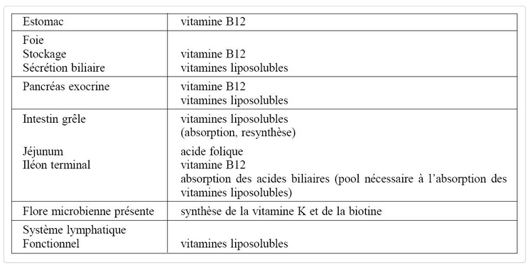 Absorption vitamine.png