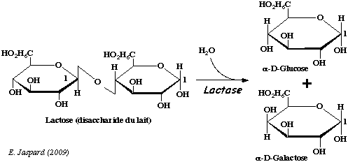 Lactose: substrat de la glycolyse, hydrolyse via lactase