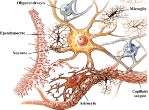 Mt-mrsCellules-nerveuses-composant-le-systeme-nerveux-central-SNC-Les-astrocytes.png