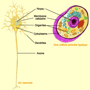 Ultrastructure d'un neurone.gif