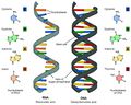 ADN et ARN.jpg