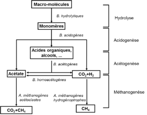 Principales-etapes-de-la-digestion-anaerobie-B-bacteries-A-Archees.png