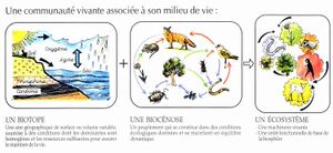 Ecosysteme-biotope-et-biocenose2.jpg