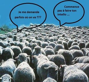Mouton conformisme CF.jpg