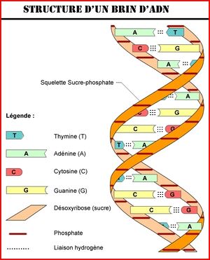 Structure- ADN. JPEG.jpg