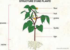 Structure-dune-plante-infovisual.jpg