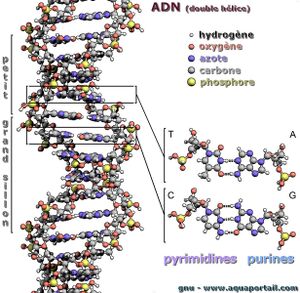 Str-DNA-MRS.JPEG