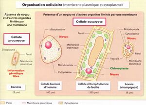 1478100223compa cellules (1).jpg