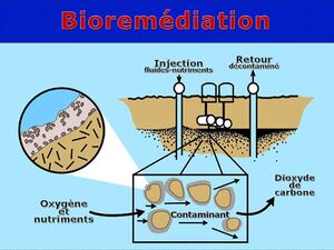 Bioremediation.jpg