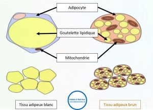 Fat.adipeux.brun.blanc.jpg