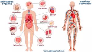Physiologie-organes-humain.jpg