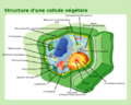 500px-Plant cell structure-fr.png