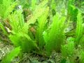 913d35cbc5 50015342 caulerpa-taxifolia-aquarium-richard-ling.jpg