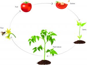 Cycle de vie de la tomate.jpg