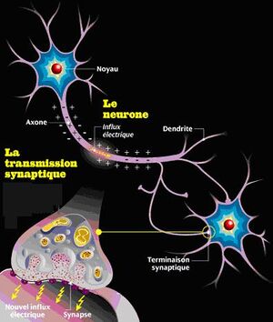 Fonctionnement.neurone.jpg