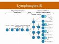 Lymphocytes B.jpg