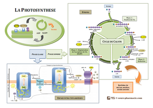 Schéma-bilan-photosynthèse.png