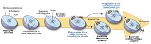 Evolution-Eucaryotes1.jpg