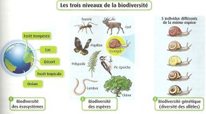 Biodiversité-Oueslati-Sabrine.jpg