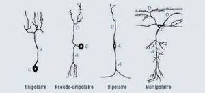 Types.neurone.jpg